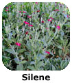 Silene